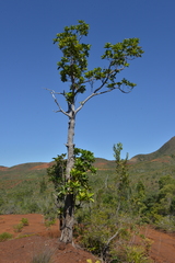 Arillastrum gummiferum