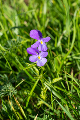 Viola disjuncta