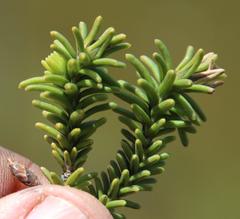 Campylostachys cernua