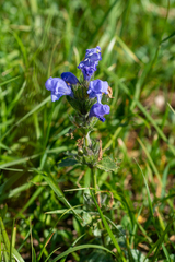 Dracocephalum grandiflorum