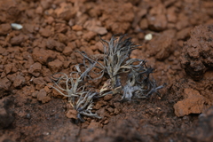 Thelephora ramarioides