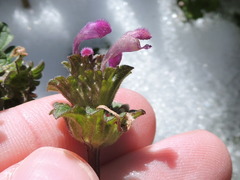 Lamium amplexicaule