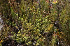 Campylostachys cernua