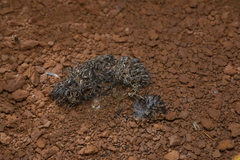 Thelephora ramarioides