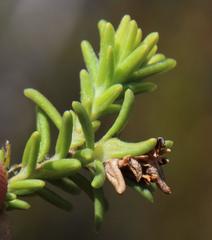 Campylostachys cernua