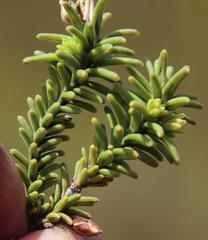 Campylostachys cernua