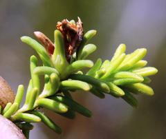 Campylostachys cernua