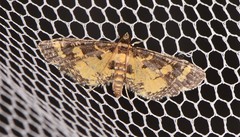 Eurrhyparodes bracteolalis