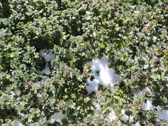 Lamium amplexicaule
