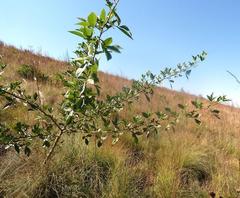 Searsia pyroides pyroides