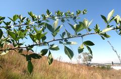 Searsia pyroides pyroides