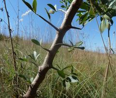 Searsia pyroides pyroides