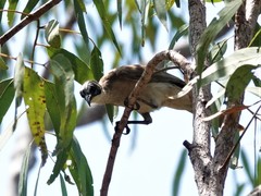 Philemon argenticeps