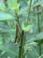 Pseudoxya