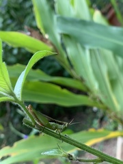 Pseudoxya