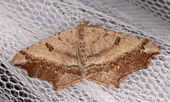 Dissomorphia australiaria