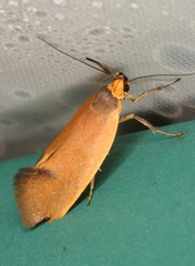 Delexocha ochrocausta