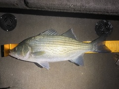Morone chrysops × saxatilis
