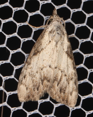 Nola pleurochorda