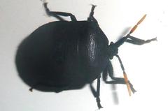 Coridius