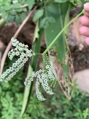 Heliotropium sarmentosum