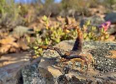 Opistophthalmus