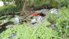 Aethriamanta brevipennis