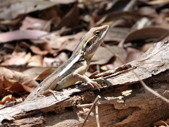 Lophognathus gilberti