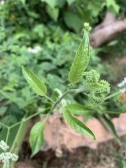 Heliotropium sarmentosum