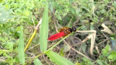 Aethriamanta brevipennis