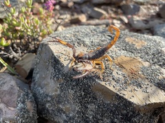 Opistophthalmus