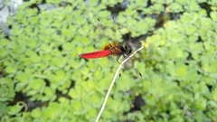 Aethriamanta brevipennis