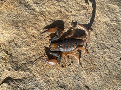 Opistophthalmus