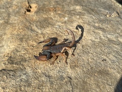 Opistophthalmus
