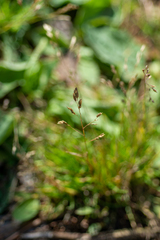 Poa supina