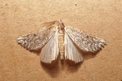 Compsoptera jourdanaria