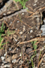 Poa supina