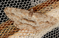 Didymoctenia exsuperata