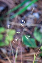 Poa supina