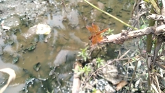 Brachythemis contaminata