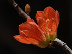 Brachychiton megaphyllus