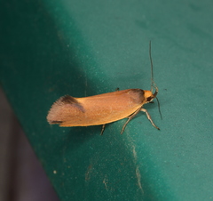 Delexocha ochrocausta