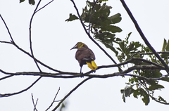 Psarocolius bifasciatus