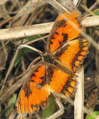 Byblia anvatara acheloia
