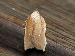 Arachnographa micrastrella