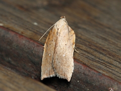 Arachnographa micrastrella