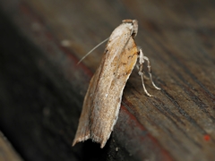 Arachnographa micrastrella