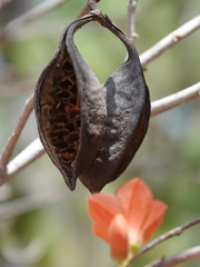Brachychiton megaphyllus