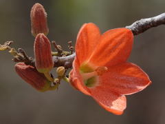 Brachychiton megaphyllus