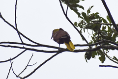 Psarocolius bifasciatus